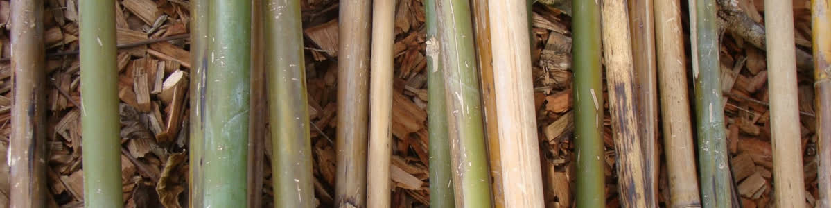 Bambus rohr